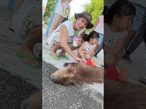 Capybara massage until you fall asleep❤️ 卡皮巴拉按摩到睡著 #capybara