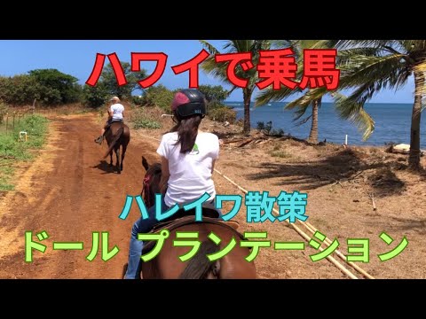 ハワイで乗馬　ハレイワ散策　ドールプランテーション