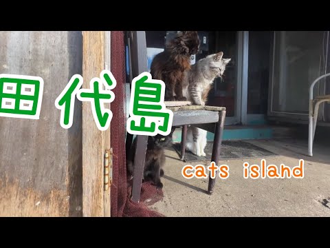 阿部つ商店と上の方の客引き　【田代島】【２０２４冬】【猫島巡り】