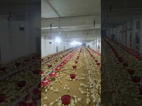 poultry farm #babyshorts #farming #birdslover #broiler #poultryfarming #broilerchicks