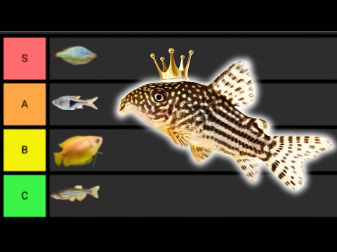 Ranking The BEST Community Fish