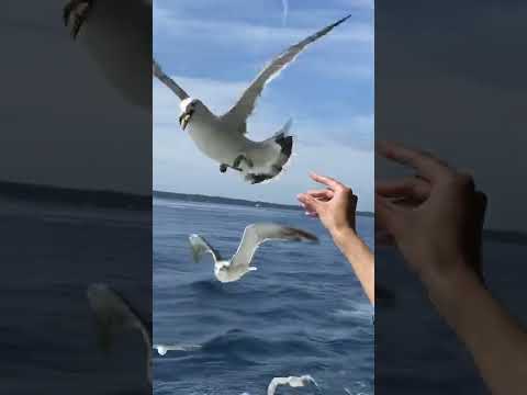 おけさ丸でカモメ達と戯れる⭐ play with seagulls