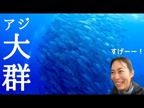 アジの大群見に行ったら巨大すぎてビビった、、【離島】【粟国島】