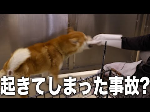 【危ない】愛護センターに犬を助けに行ったら噛まれました