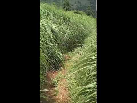 【臺灣小百岳】大屯山蝴蝶季