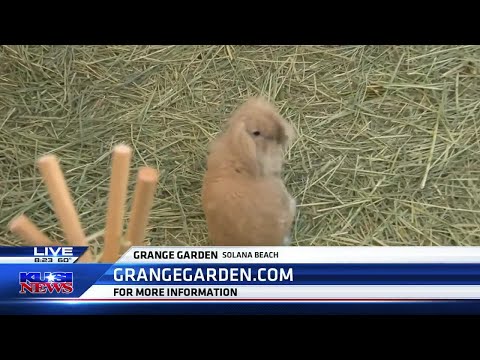 Grange Garden offers a unique concept of florals, coffee, and bunnies in Solana Beach