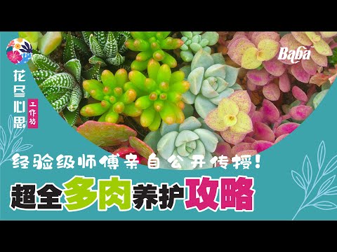 【Baba花尽心思】 多肉变瘦肉？超过20年经验级师傅亲自传授 ‘仙人掌/多肉‘ 养护指南！一棵变百棵都不是问题！| 仙人掌/多肉种植法