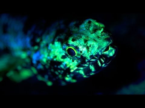 Fluoro Diving on The Great Barrier Reef