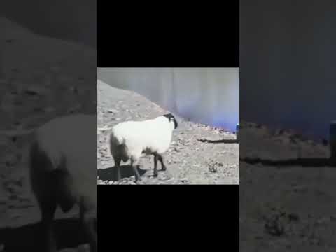 Mira lo que hizo esta oveja 🐑 🫢