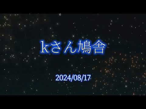 kさん鳩舎　2024年8月17日