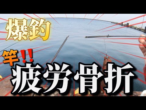 【北海道】【釣り】マメイカ小樽岩内！ホッケ爆釣！竿疲労骨折！マジ！サビキに大物！！（動画内でサクラマスとありますがニジマス（トラウトサーモン）の誤りでした。誤った情報訂正いたします。）