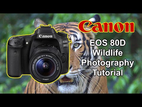 CANON EOS 80D Quick Wildlife Photography Tutorial