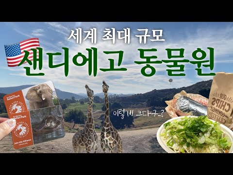 🇺🇸 세계에서 가장 큰 동물원 구경가요!🦒 | 엔진등 이슈?🫨 | 샌디에고 여행 브이로그 | 샌디에고 동물원, 아울렛쇼핑, 판다익스프레스, 치폴레