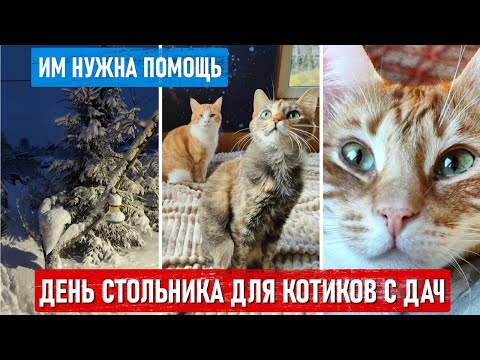 День стольника для помощи бездомным котикам с дач. Им нужна помощь.