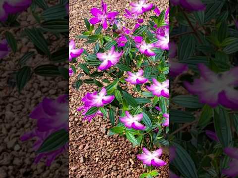 Melastoma plant പൂക്കൾ നിറയാൻ ഈ fertilizer ച്ചുവട്ടിൽ ഒഴിക്കാൻ# Kerala garden ideas #youtubeshorts