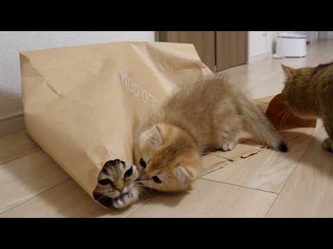 Kittens will quickly try to trap other cats in a paper bag!