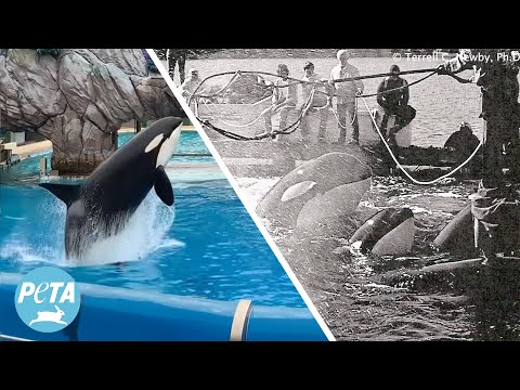 Stuck in a Glorified Bathtub at SeaWorld: Corky's 55 Years in Extreme Captivity