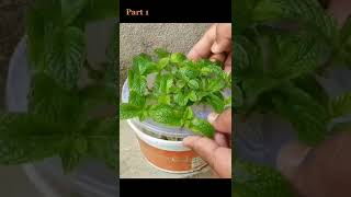 Grow Mint/Pudina In Water At Home