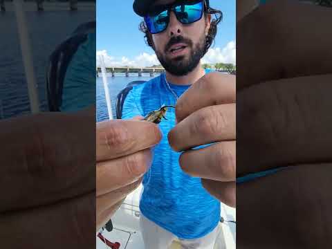 3 Ways To Hook a Threadfin For More Success Saltwater Fishing