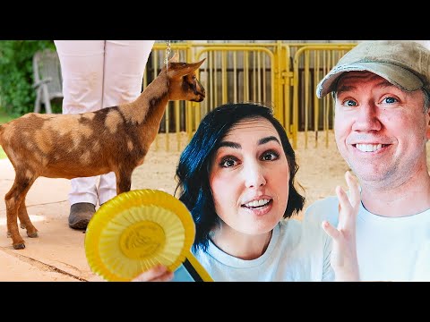 Almost in tears... but then this happened!! (goat show adventures)