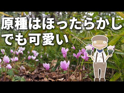 庭向けシクラメンの特徴と育て方を紹介するアニメ【植物紹介編-79】