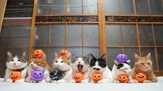 ハロウィン　ジャックオランタン　のせ猫　241031