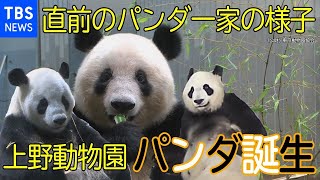 上野動物園パンダ　双子の赤ちゃん誕生！　直前のパンダ一家の様子