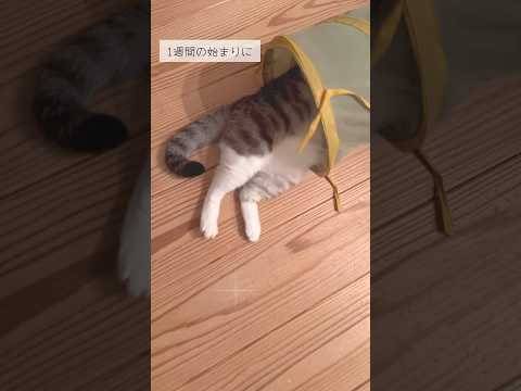 1週間の始まりにエールを #ねこ動画 #cat #保護猫 #月曜の朝 #エール #ねこあし #もふもふ #ことねこくらし