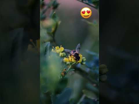 Cute housefly video / housefly on flower #shorts #housefly