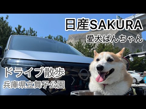 【ドライブ散歩】日産SAKURA　愛犬ぱんちゃん　ドライブ散歩　兵庫県立舞子公園