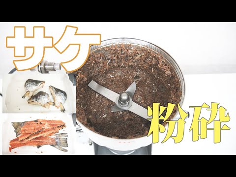 【乾燥させた魚を砕く】サケを粉砕（ハイスピードミル）