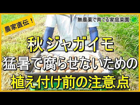 【秋ジャガイモ】早植えは要注意！暑さに負けない種芋作りのコツ【有機農家直伝！無農薬で育てる家庭菜園】　24/8/29