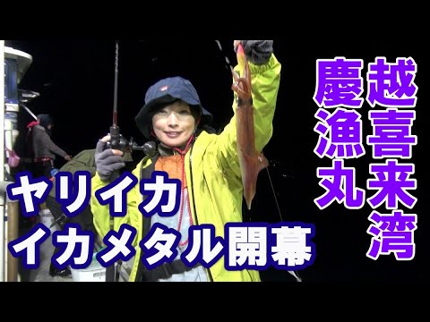 岩手県ヤリイカ好シーズン！大船渡市越喜来湾のイカメタル