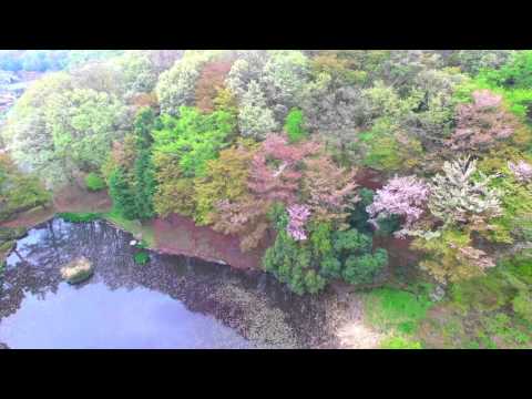 東京薬科大学　桜の季節