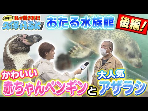 【久保ASK】おたる水族館編②　アザラシのミゾレ＆ペンギンの魅力を聞く！