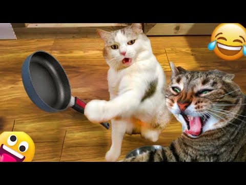 【面白い動画】 かわいい猫 - かわいい犬 - 最も面白いペットの動画 #24