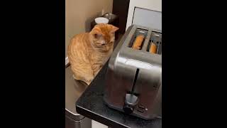 cat behavior compilation 10 #cats #catslovers #catsfunny