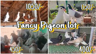 Faintal, Siraji, lakkha, Oriantal frill, Pouter All kind of fancy Pigeon available 😍🕊️