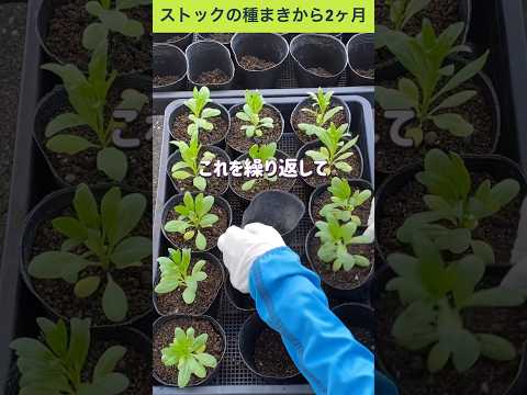 ストックの種まきから2ヶ月 10.5cmポットに植え替え