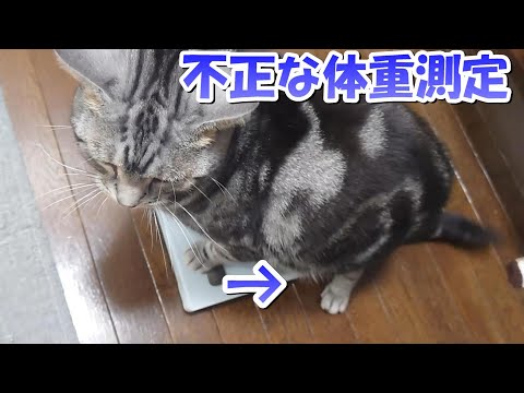 猫さん今年最後の体重測定！４歳８ヶ月（アメリカンショートヘア）