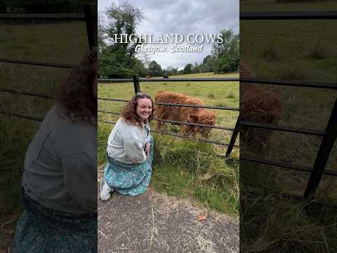 HIGHLAND COWS 🐮🏴󠁧󠁢󠁳󠁣󠁴󠁿 Pollok Park, Glasgow