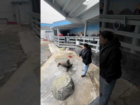 Sea lion Tricks Part 2