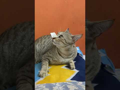 Yara iva #trending #cat #petlove #catlover #petlovers #funny #comedy #viralvideo #viralshort