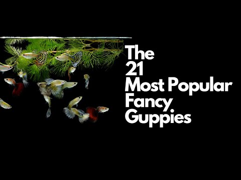 The 21 Most Popular Types of Guppy Fish 🐠