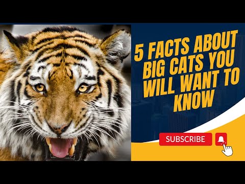 5 Unbelievable Facts About Big CATS