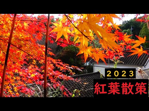 紅葉散策 ２０２３ 山口県柳井市余田