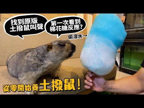 【從零開始養】土撥鼠!旱獺!原版土撥鼠叫聲?土撥鼠第一次看到棉花糖的反應?【許伯簡芝】