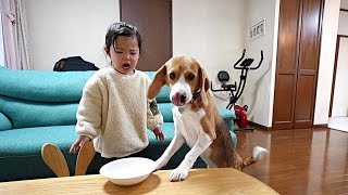 すごく楽しみにしていたリンゴをビーグル犬に横取りされてキレまくる姫様