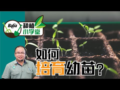 【Baba种植小学堂】育苗3部曲！叶菜，瓜果，花树都适合使用的育苗方法！准备育苗工具，开始种植 | 蔬菜育苗的方法