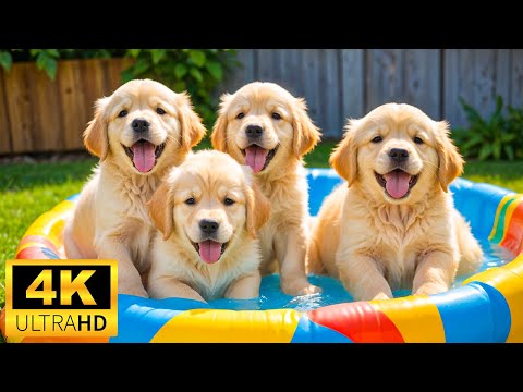 Baby Animals 4K (60 FPS) - Calming Playtime Of Charming Baby Animals And Relaxing Music